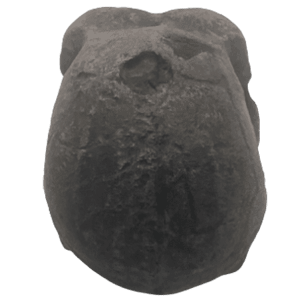 Homo ergaster - Image 5