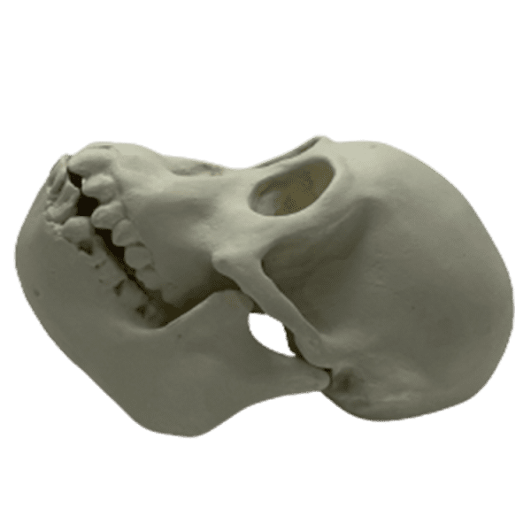 Orangutan (Pongo pygmaeus) - Image 2