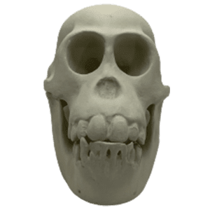 Orangutan (Pongo pygmaeus)
