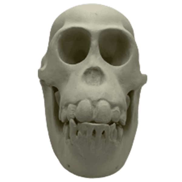 Orangutan (Pongo pygmaeus)