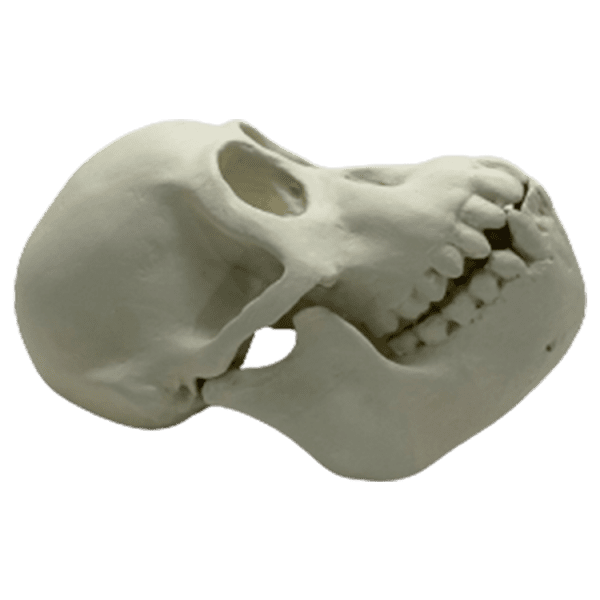 Orangutan (Pongo pygmaeus) - Image 6