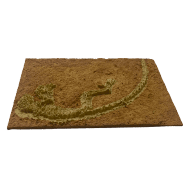 Darwinus - Image 3