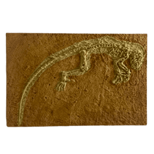 Darwinus