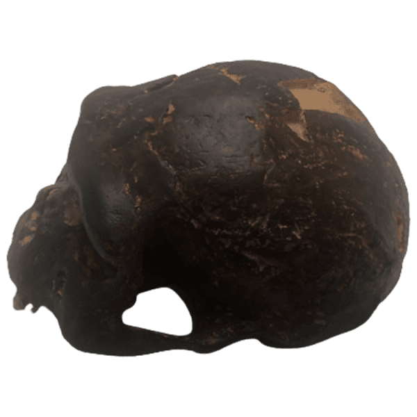 Homo erectus (Pithecanthropus Erectus, Java Man) - Image 2