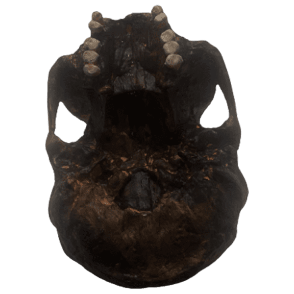 Homo erectus (Pithecanthropus Erectus, Java Man) - Image 3