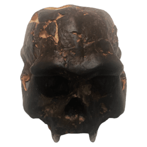 Homo erectus (Pithecanthropus Erectus, Java Man)