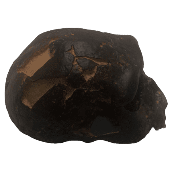 Homo erectus (Pithecanthropus Erectus, Java Man) - Image 4