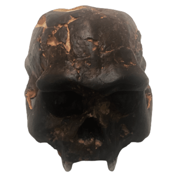 Homo erectus (Pithecanthropus Erectus, Java Man)