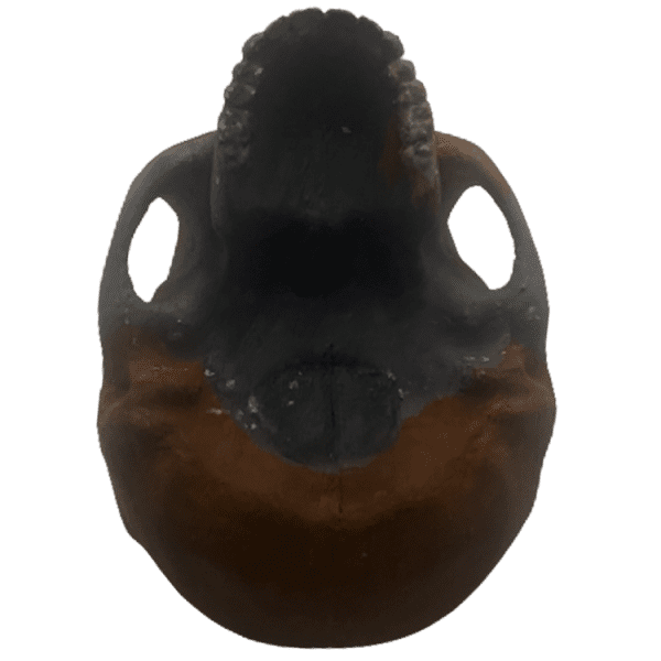 Homo erectus (Peking Man) - Image 4