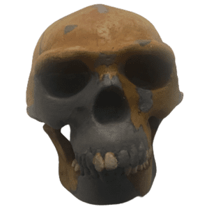 Homo erectus (Peking Man)