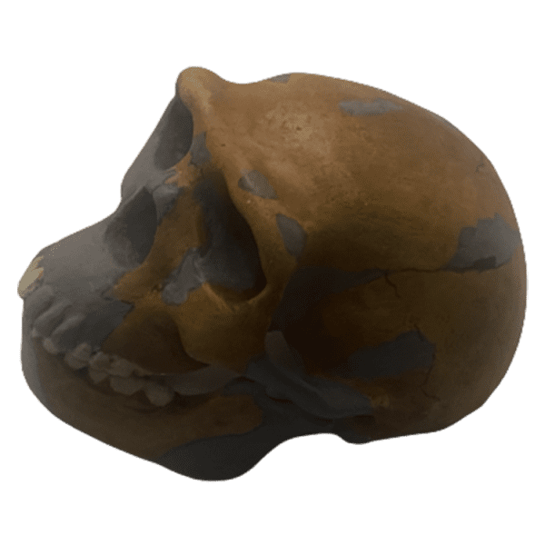 Homo erectus (Peking Man) - Image 3