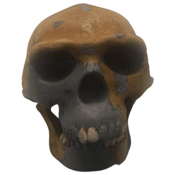 Homo erectus (Peking Man)