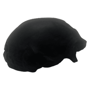 Homo erectus narmadensis (Narmada Human)