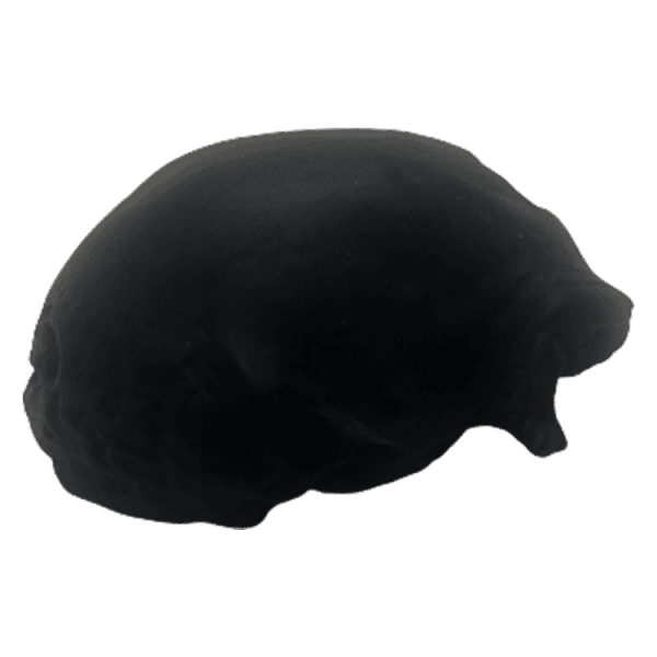 Homo erectus narmadensis (Narmada Human)