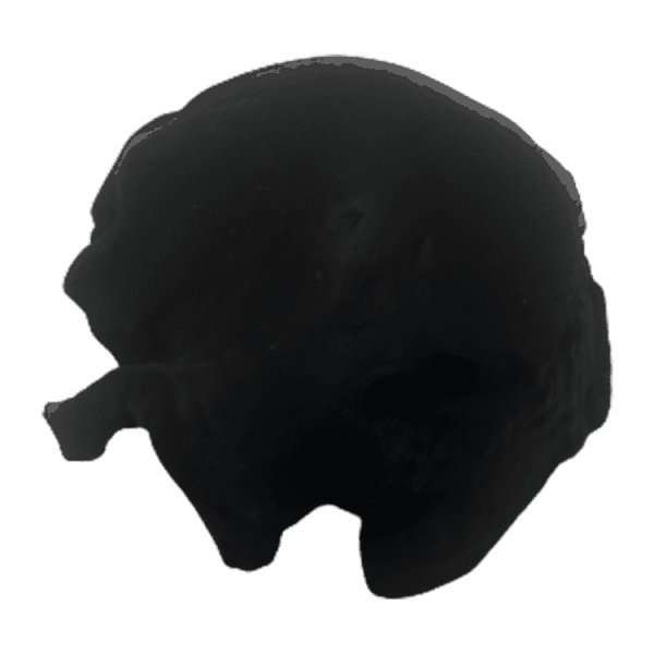 Homo erectus narmadensis (Narmada Human) - Image 2