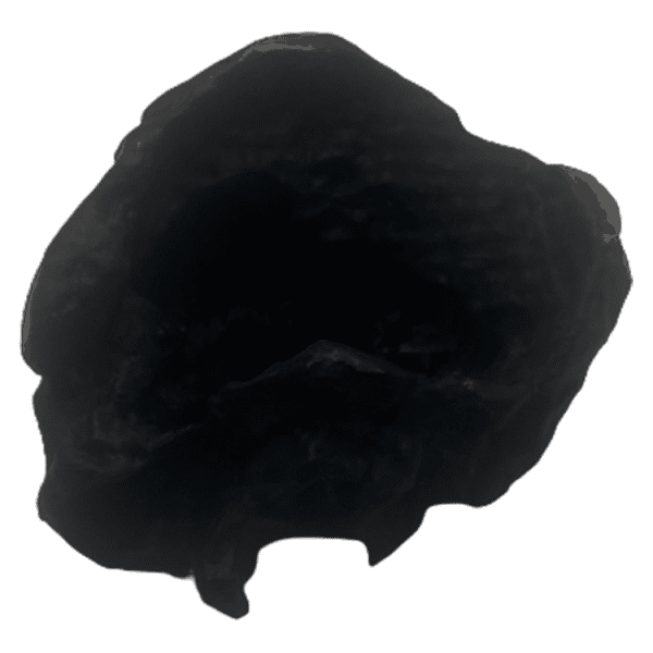 Homo erectus narmadensis (Narmada Human) - Image 3