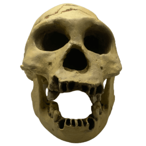 Homo erectus georgicus