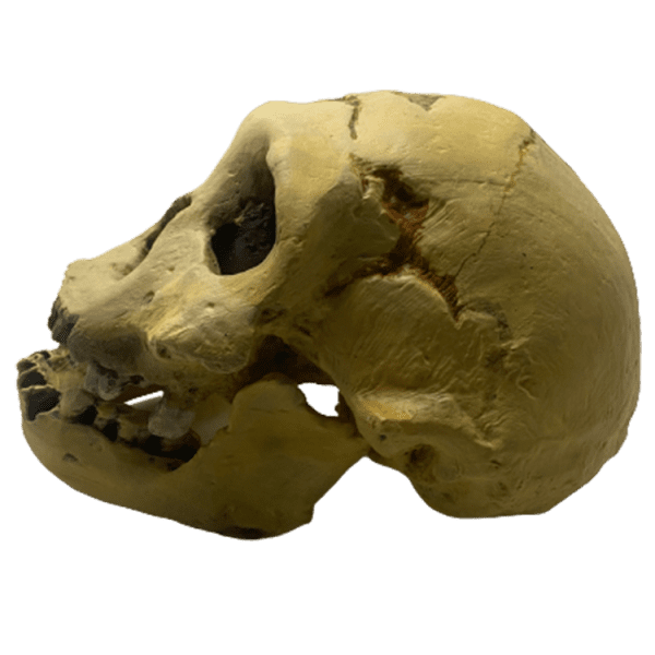 Homo erectus georgicus - Image 3