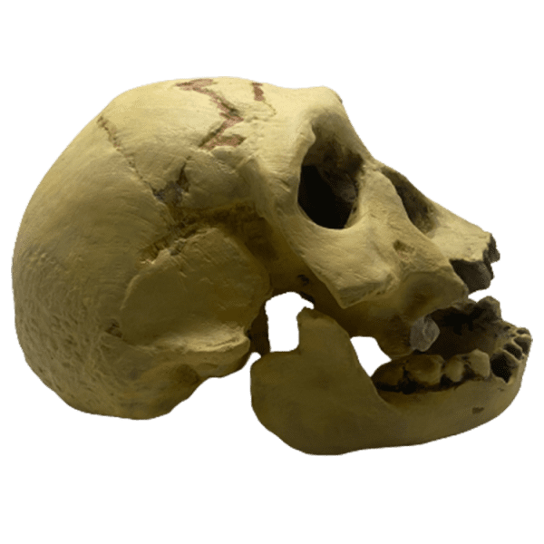 Homo erectus georgicus - Image 5