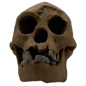 Homo floresiensis