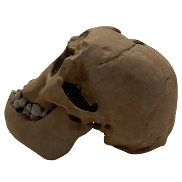 Homo floresiensis - Image 3
