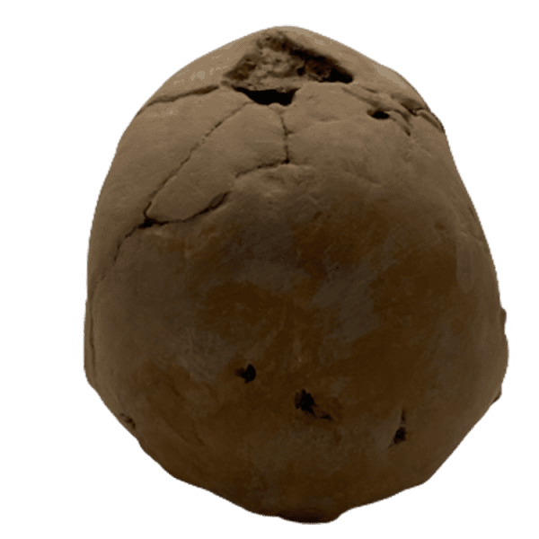 Homo floresiensis - Image 4