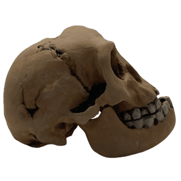 Homo floresiensis - Image 5