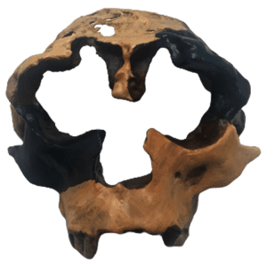Homo anticessor