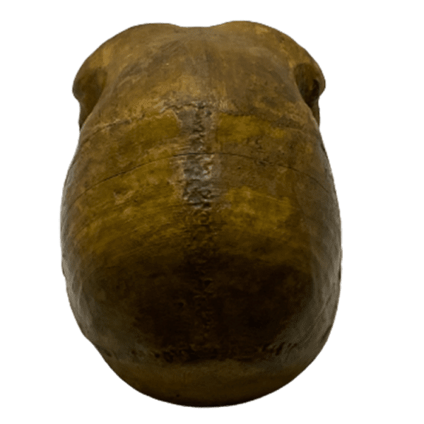 Homo rhodesiensis - Image 2