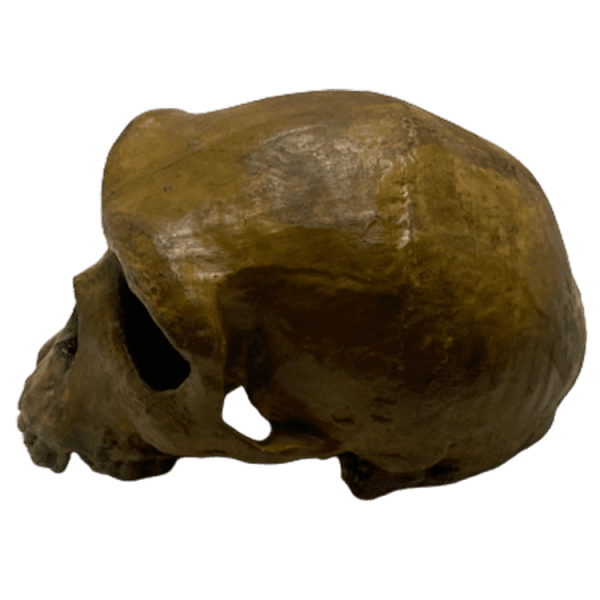 Homo rhodesiensis - Image 3