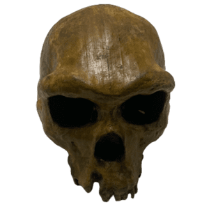 Homo rhodesiensis