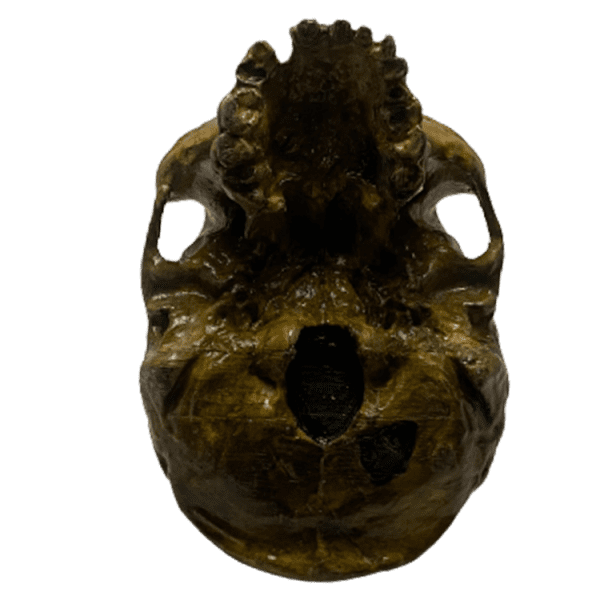 Homo rhodesiensis - Image 4