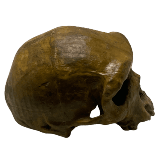 Homo rhodesiensis - Image 5