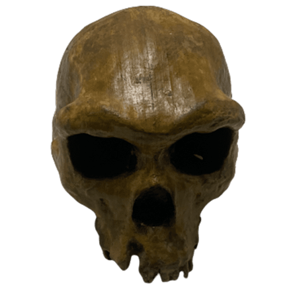 Homo rhodesiensis