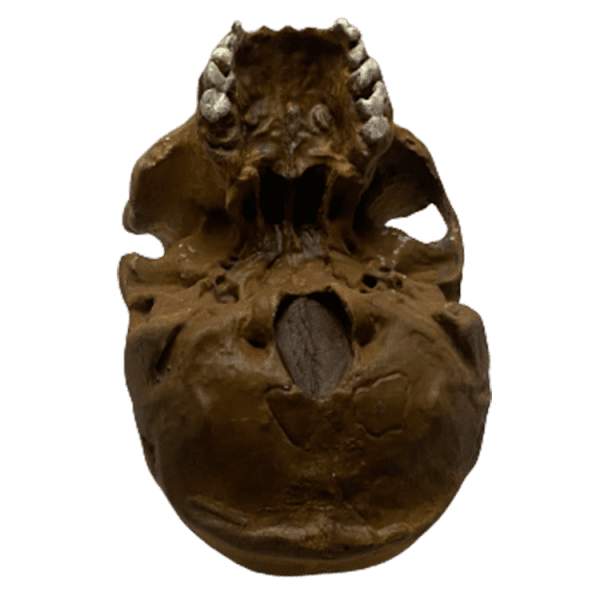 Homo heidelbergensis (Petralona Skull) - Image 5