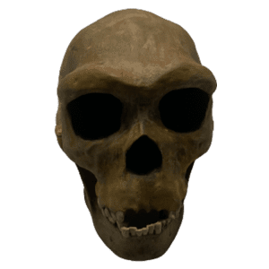 Homo heidelbergensis (Petralona Skull)