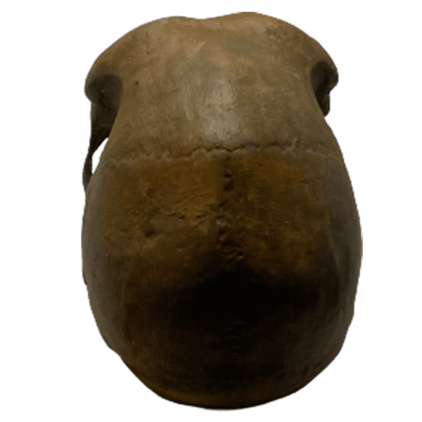 Homo heidelbergensis (Petralona Skull) - Image 3
