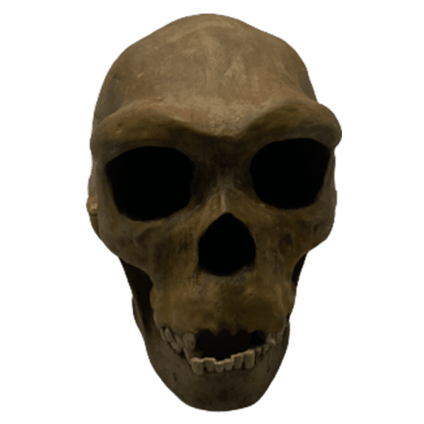Homo heidelbergensis (Petralona Skull)