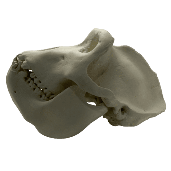 Gorilla (Gorilla gorilla) - Image 2