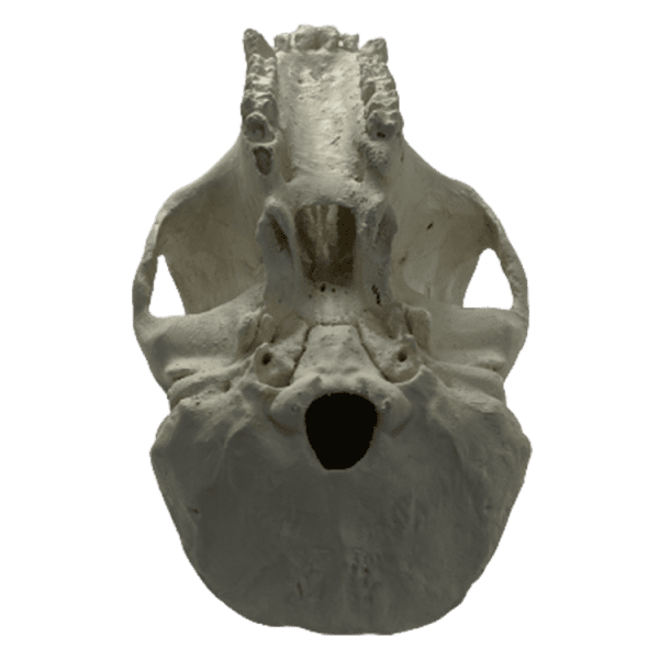 Gorilla (Gorilla gorilla) - Image 3