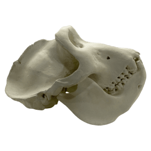 Gorilla (Gorilla gorilla)