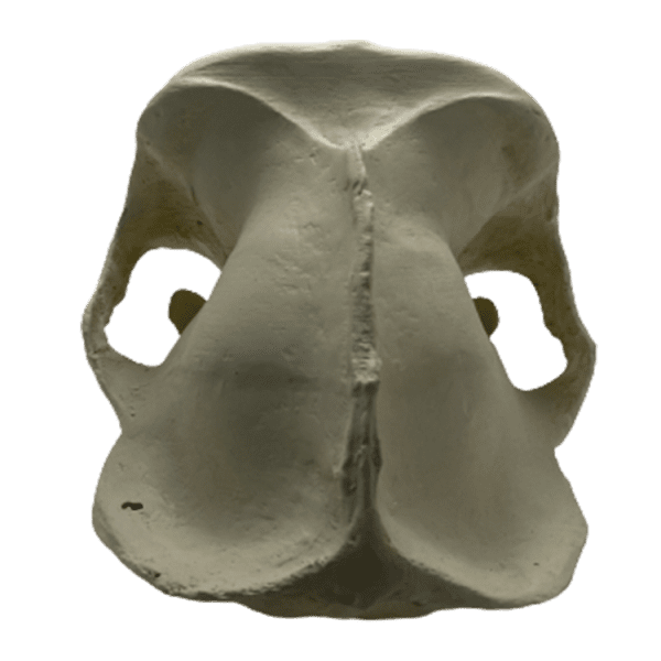 Gorilla (Gorilla gorilla) - Image 4