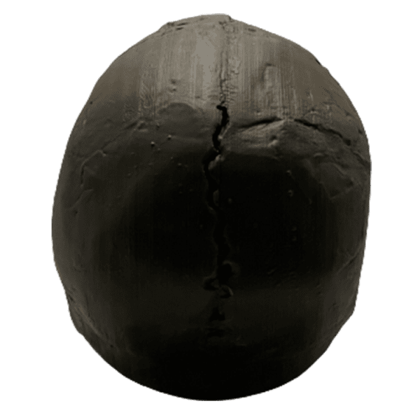 Homo neanderthalensis (Wadi Amud) - Image 5