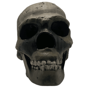 Homo neanderthalensis (Wadi Amud)