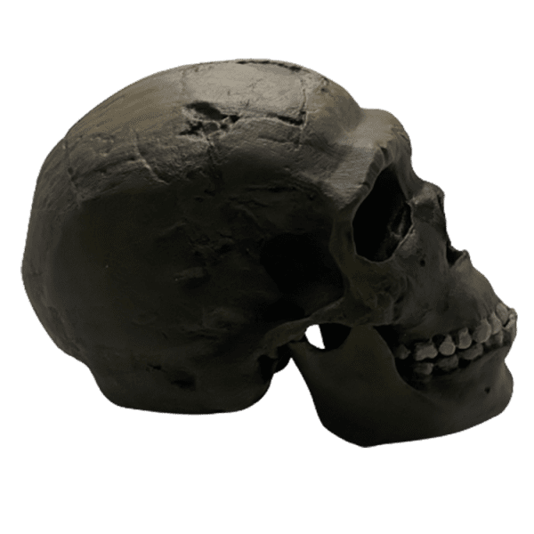 Homo neanderthalensis (Wadi Amud) - Image 4