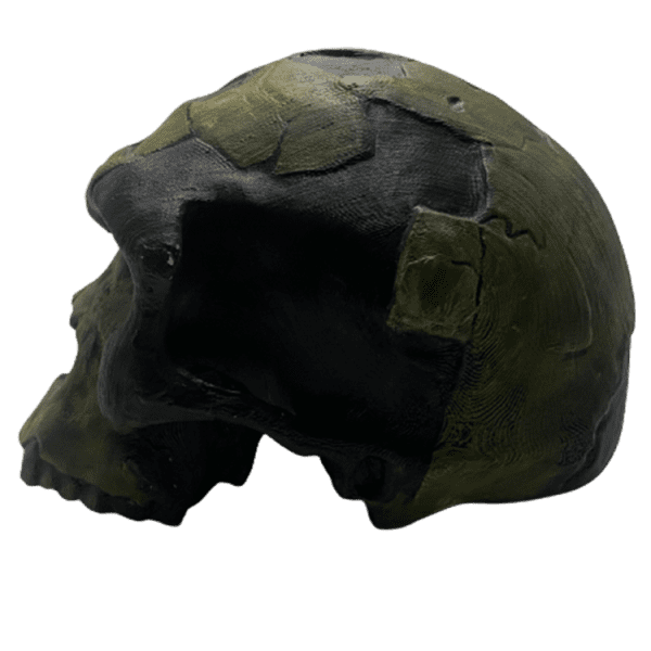 Homo sapiens idaltu - Image 3