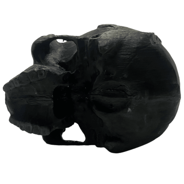Homo sapiens idaltu - Image 4