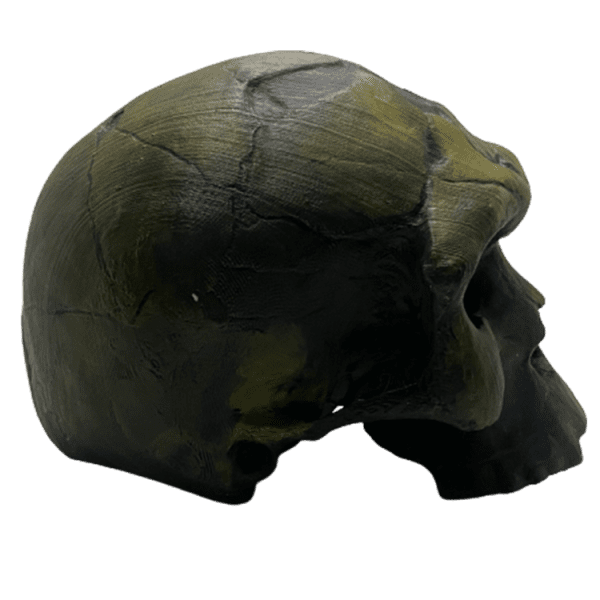 Homo sapiens idaltu - Image 5