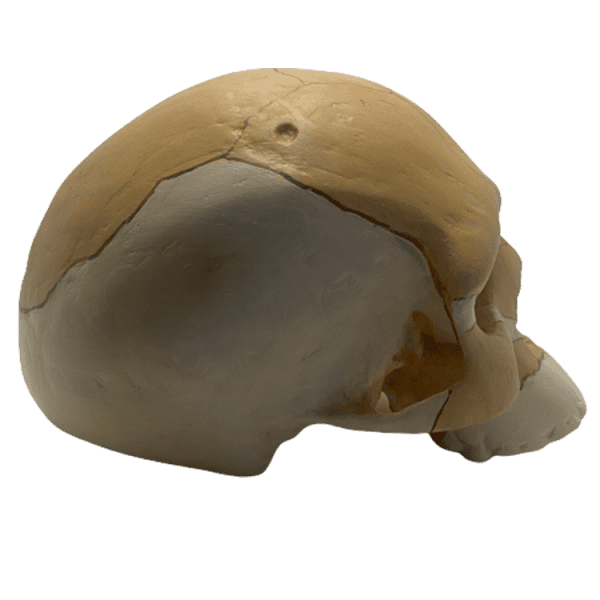 Homo sapiens (Florisbad) - Image 2
