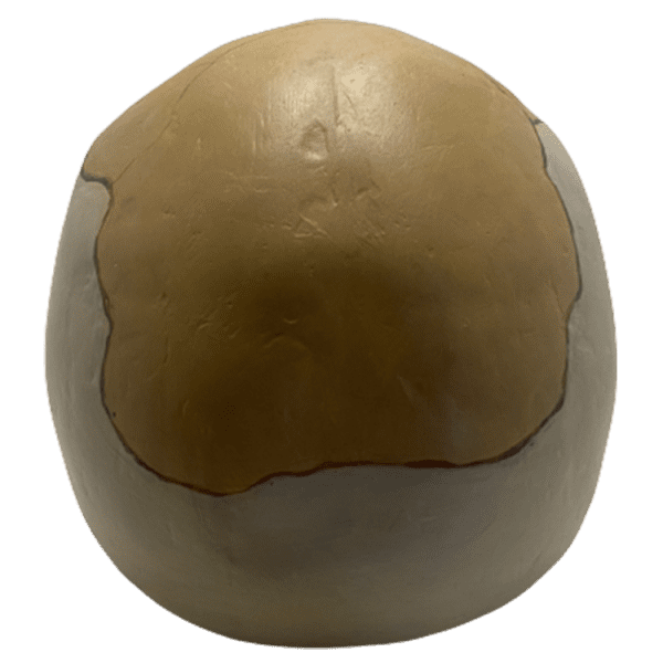 Homo sapiens (Florisbad) - Image 3